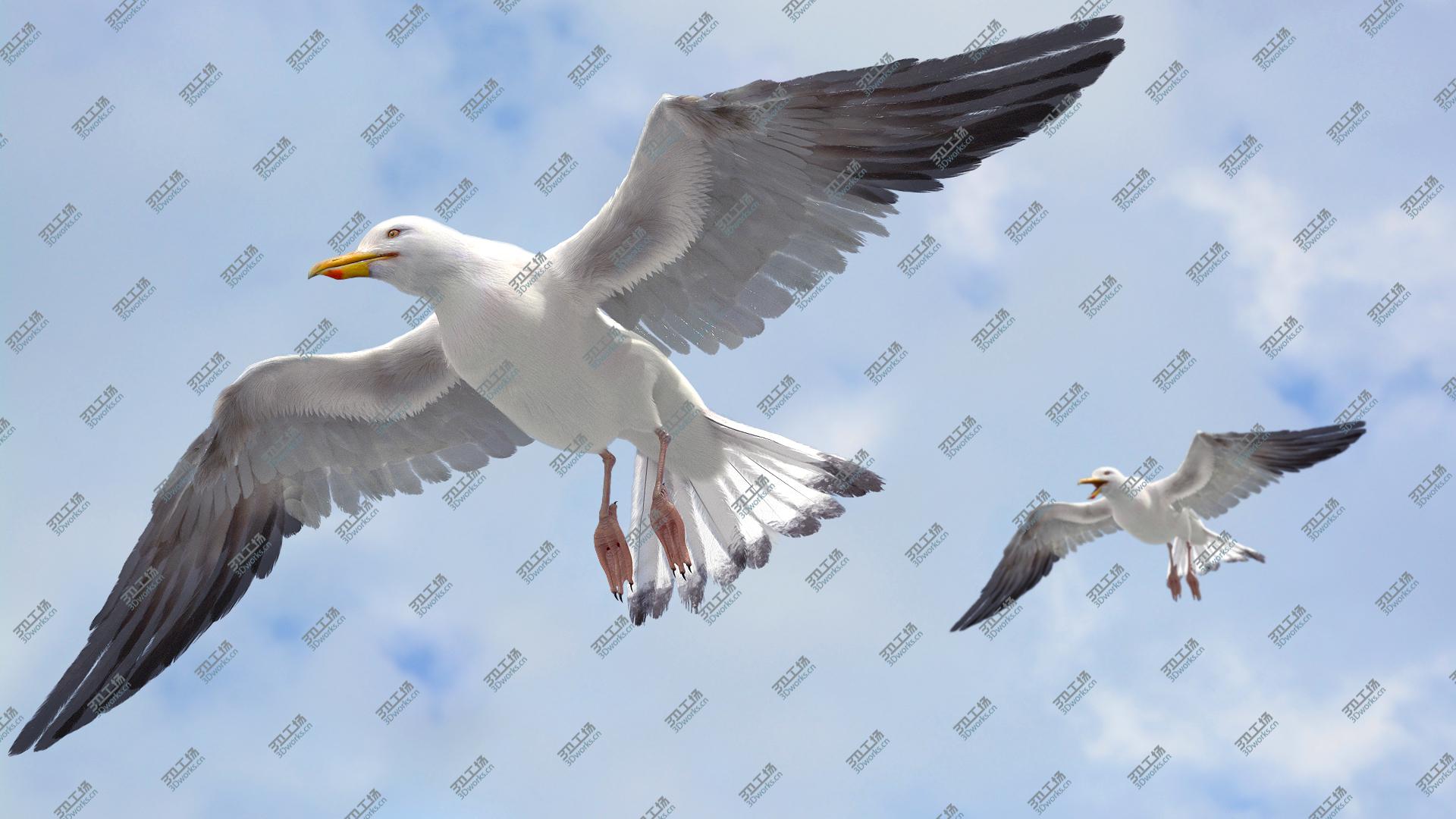 images/goods_img/20210113/3D model Seagull Fur Animated Rigged/1.jpg